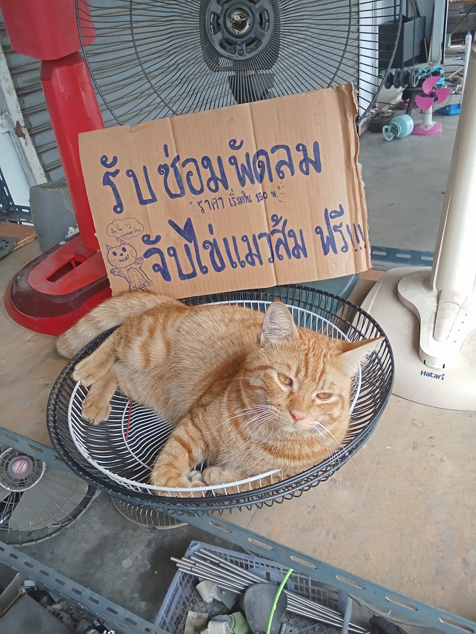 แมวส้ม