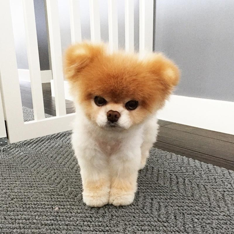 Boo