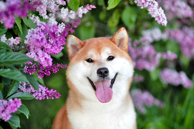 ชิบะ (Shiba Inu)