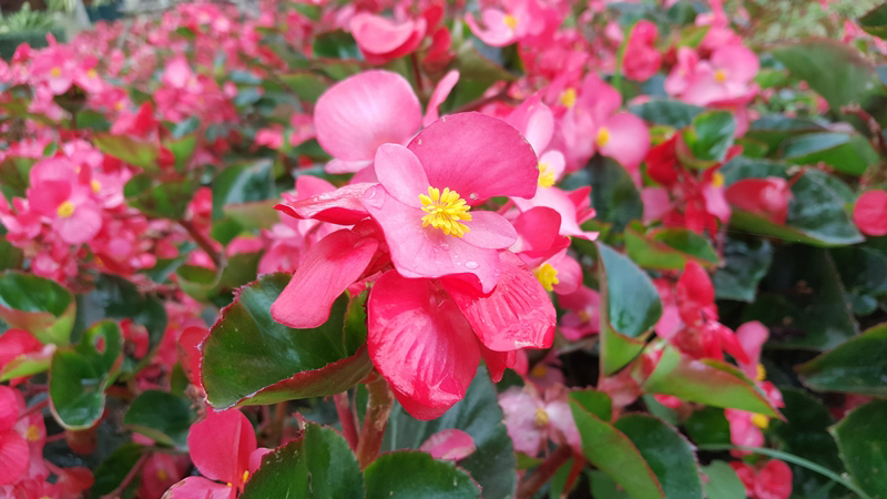 Cocktail Series Begonia