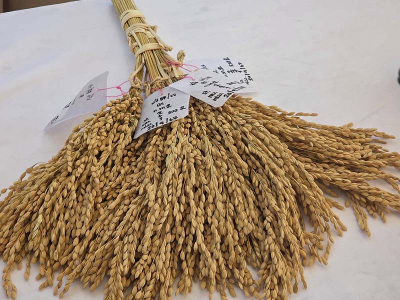 ข้าวจาปอนิกา (Japonica)
