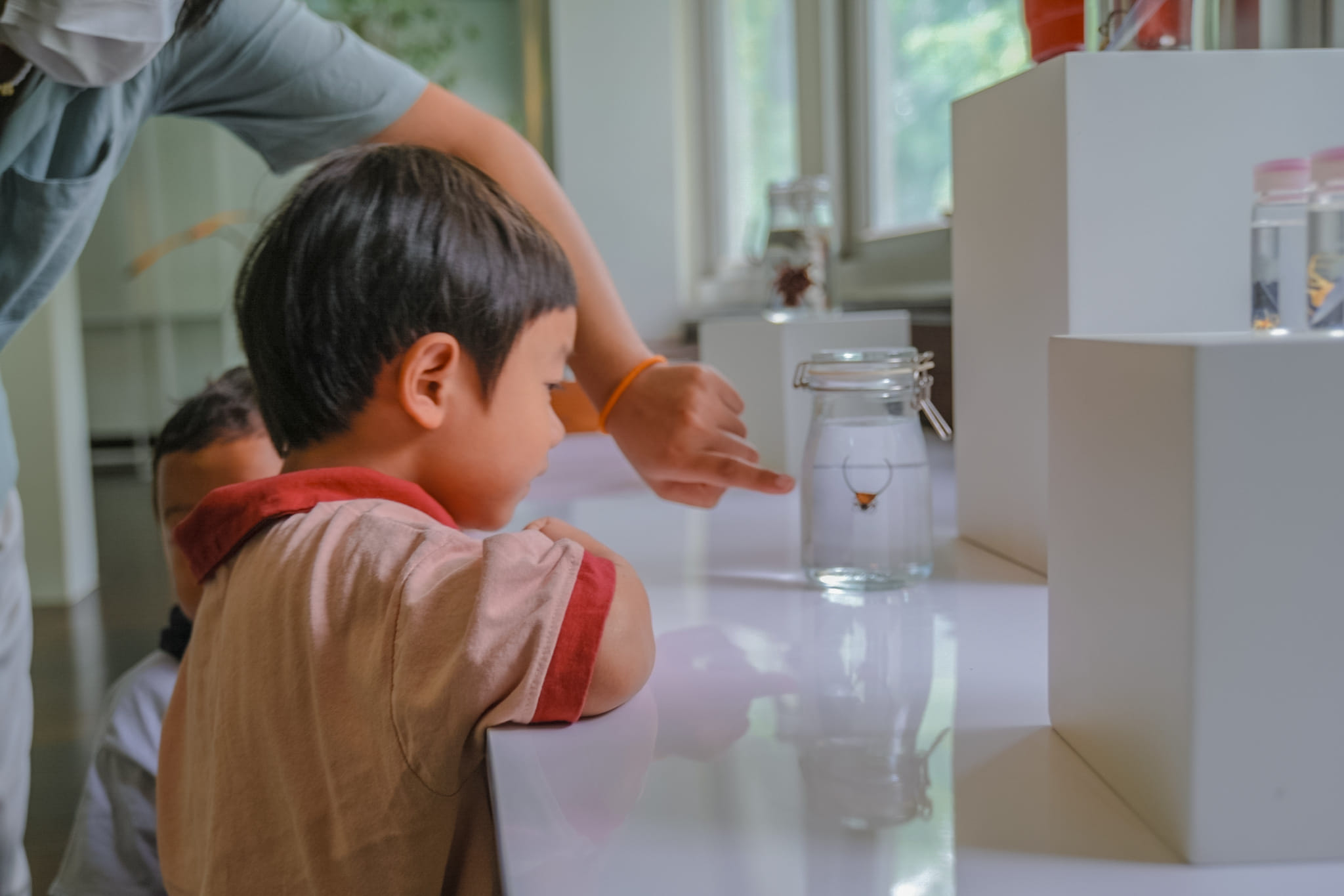 Ant Museum