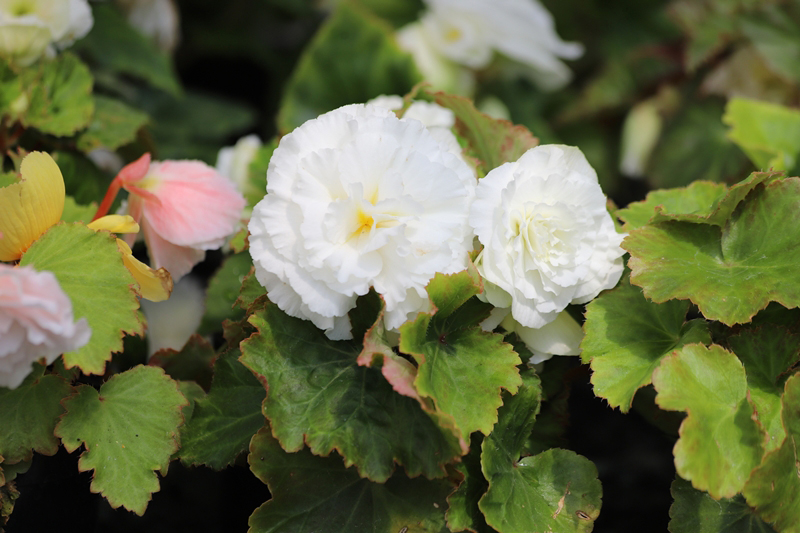 Double Up White Begonia