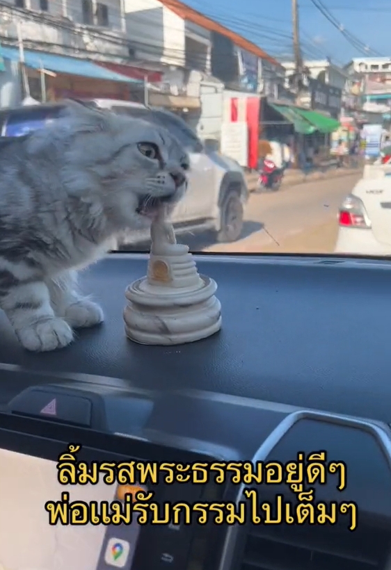 แมวซน