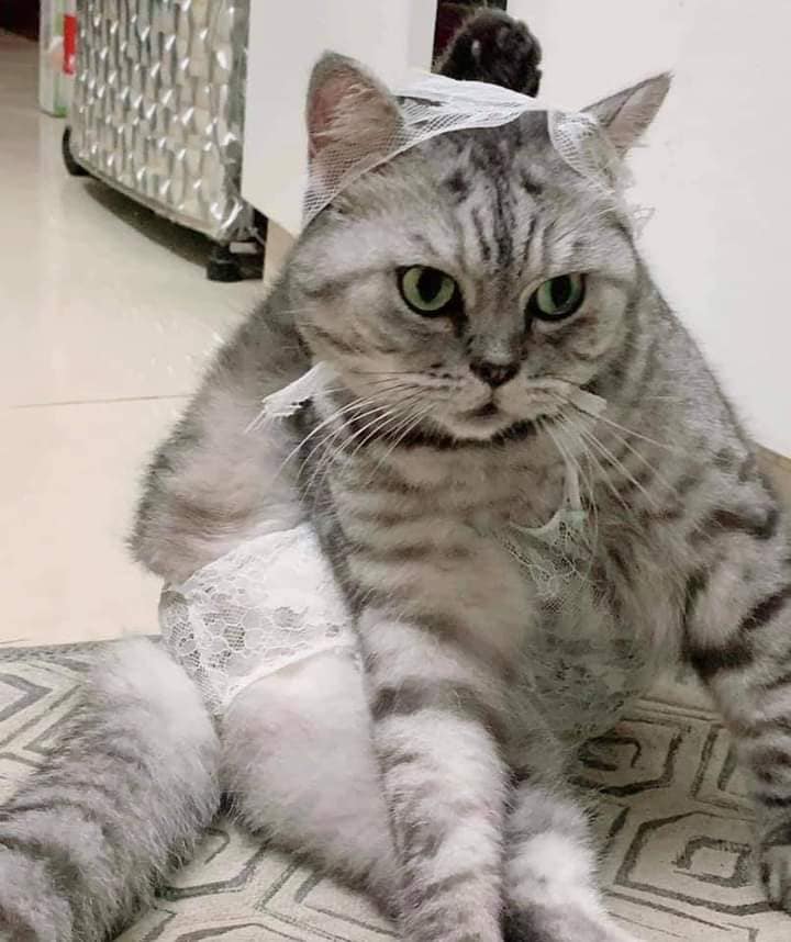 ชุดนอนไม่ได้นอน