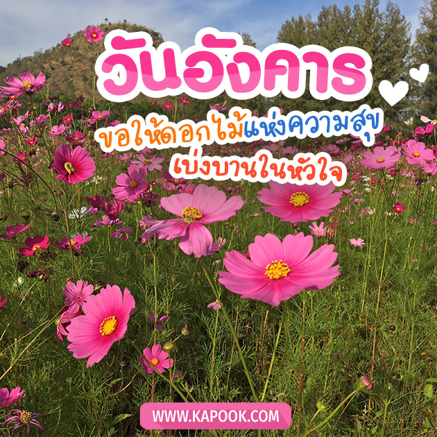 วันอังคาร ขอให้ดอกไม้แห่งความสุขเบ่งบานในหัวใจ