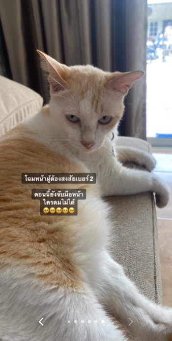 แมวเล่นโทรศัพท์