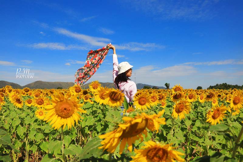 ทุ่งทานตะวันไร่วิชาญ