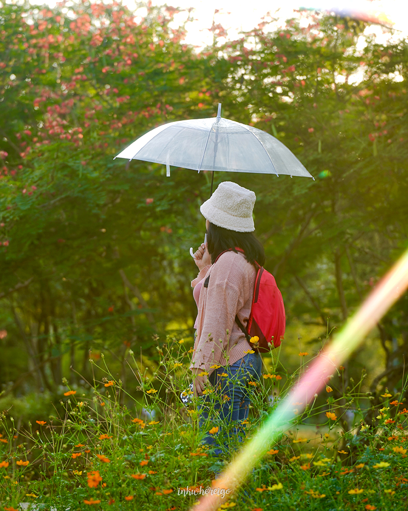 ทุ่งดอกไม้ สวนรถไฟ