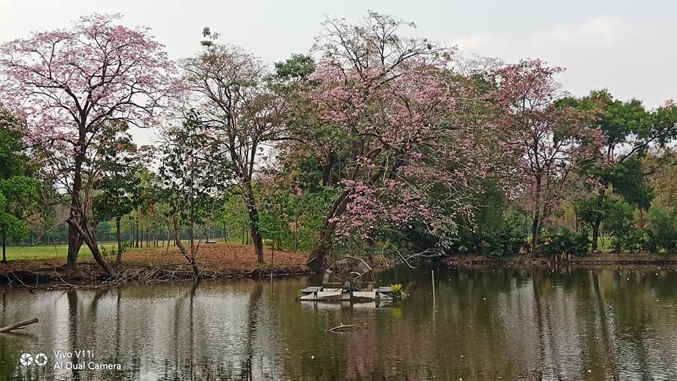 ชมพูพันธุ์ทิพย์ สวนรถไฟ