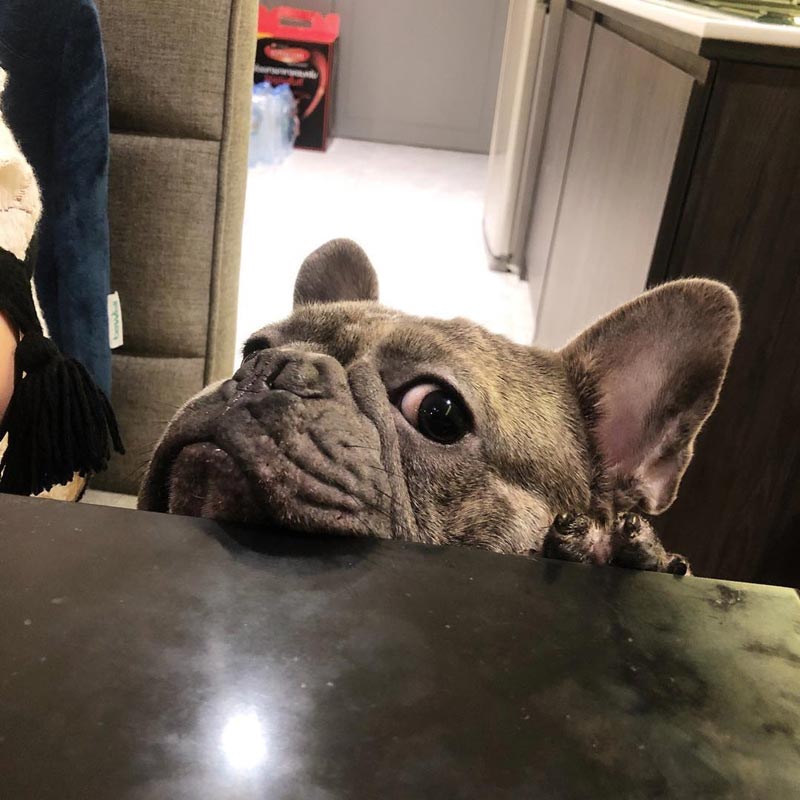 somkidthefrenchie