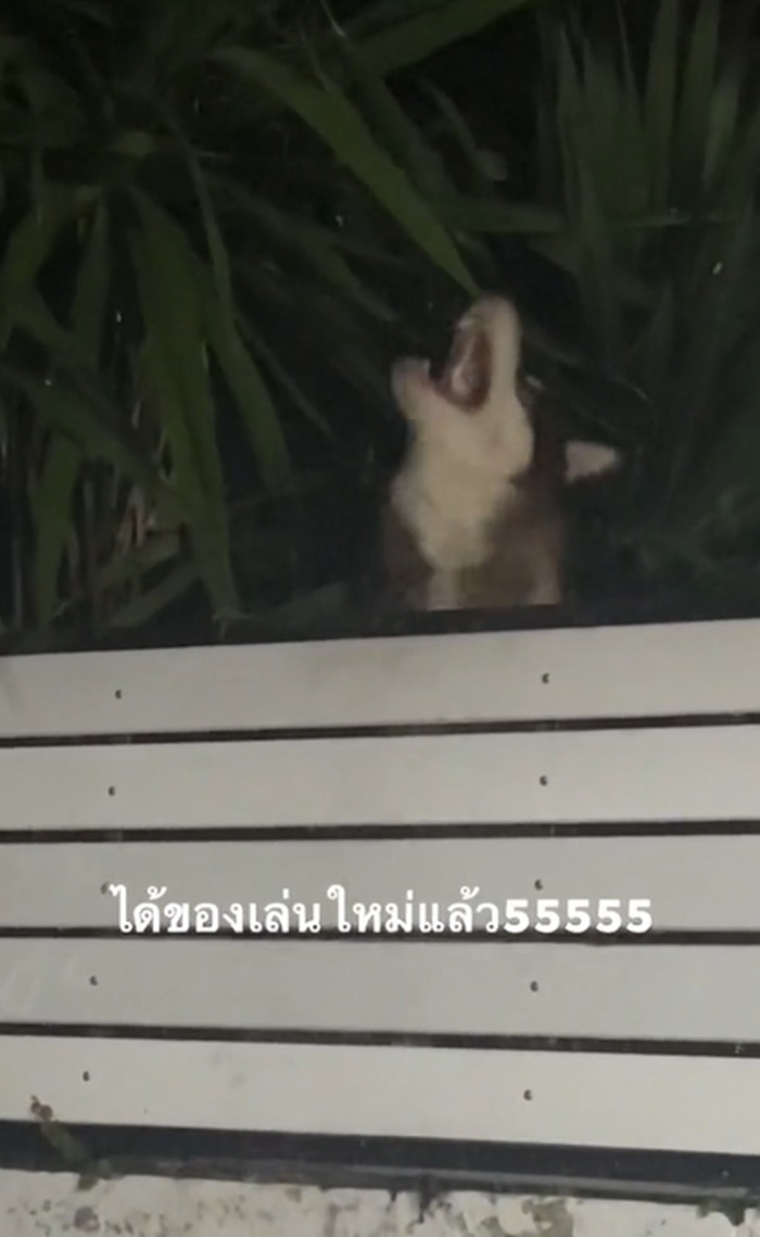 รดน้ำต้นไม้