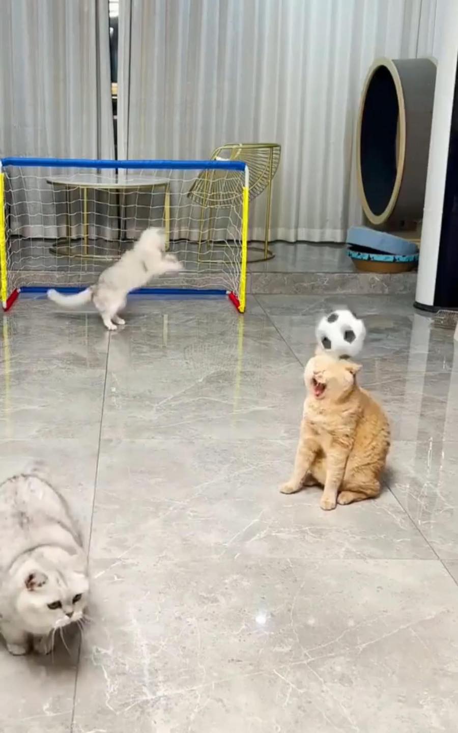 แมวเล่นบอล
