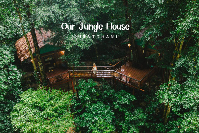 Our Jungle House
