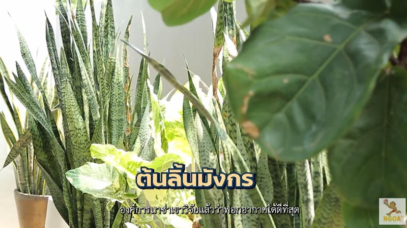 บ้าน หนุ่ม สันติสุข ต้นลิ้นมังกร