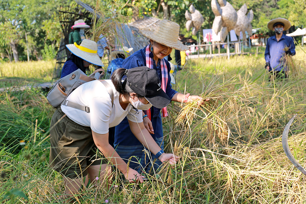 เทศกาลชมสวน 2563 อุทยานหลวงราชพฤกษ์