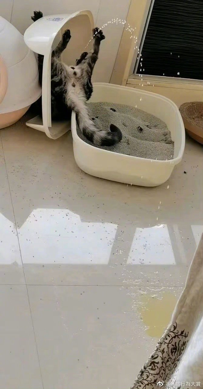 แมวฉี่