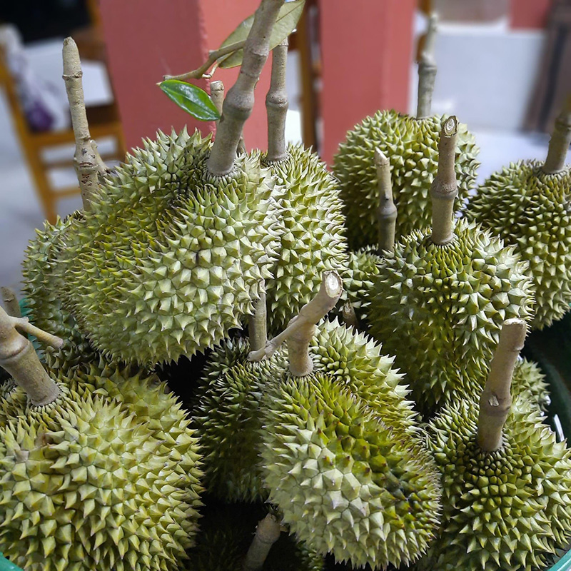 สวนทุเรียนภูเขาชะอม สระบุรี 2568 สวนทุเรียนแม่บุญยัง