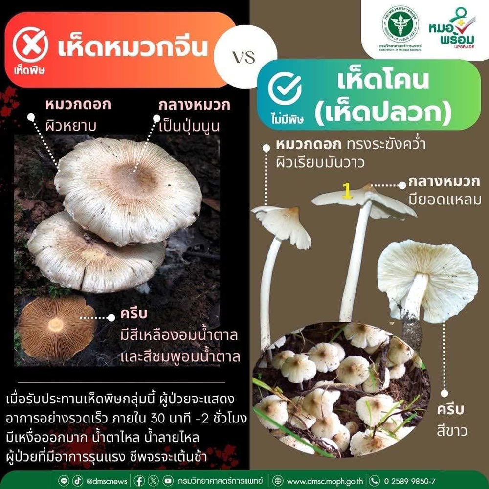 เห็ดหมวกจีน