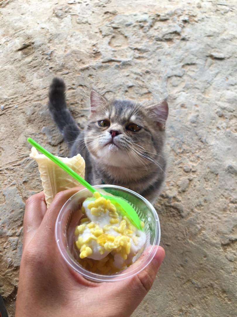 แมวหิว