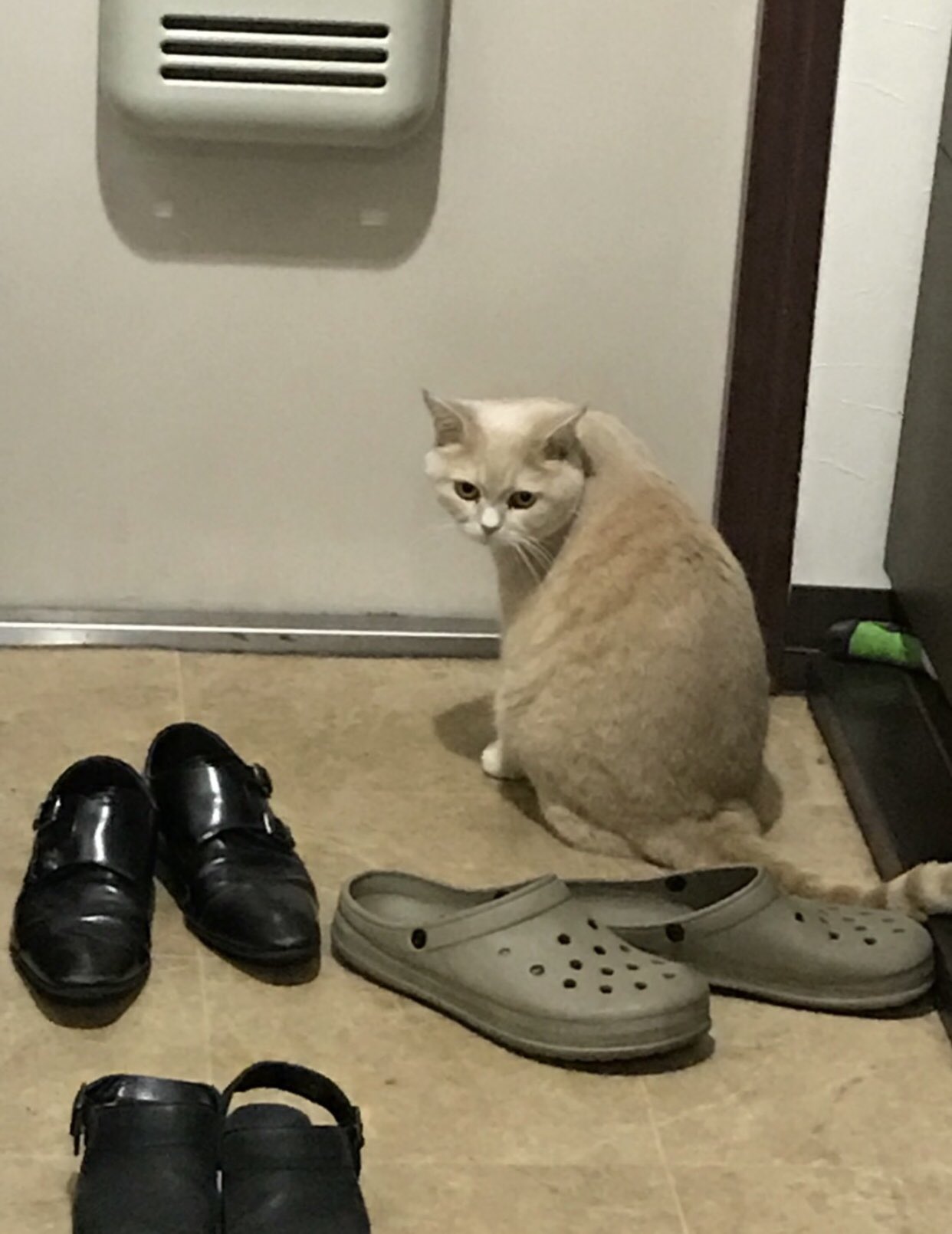 แมวรอเจ้าของ
