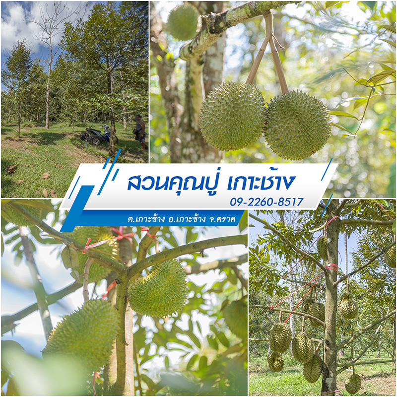 สวนผลไม้ตราด 2565