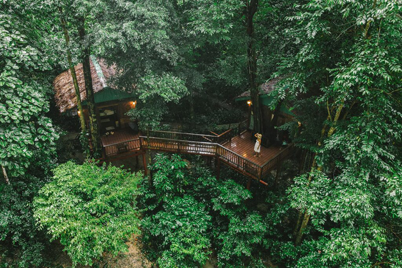 Our Jungle House