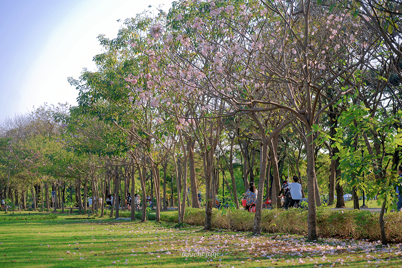 ทุ่งดอกไม้ สวนรถไฟ