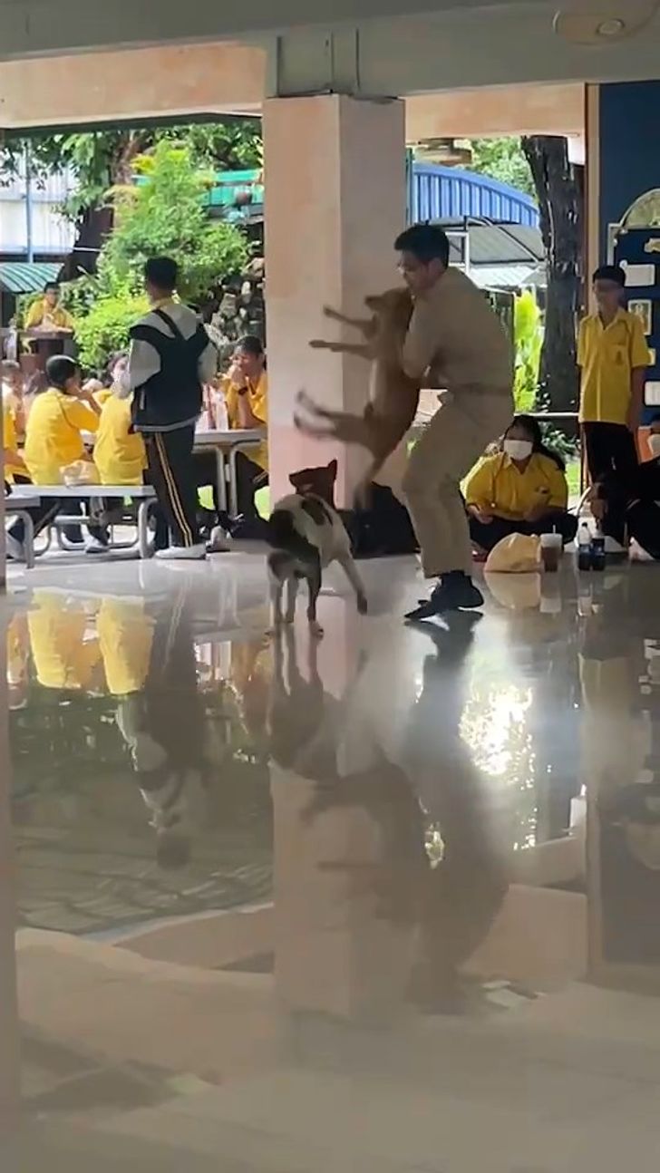 หมากัดกัน