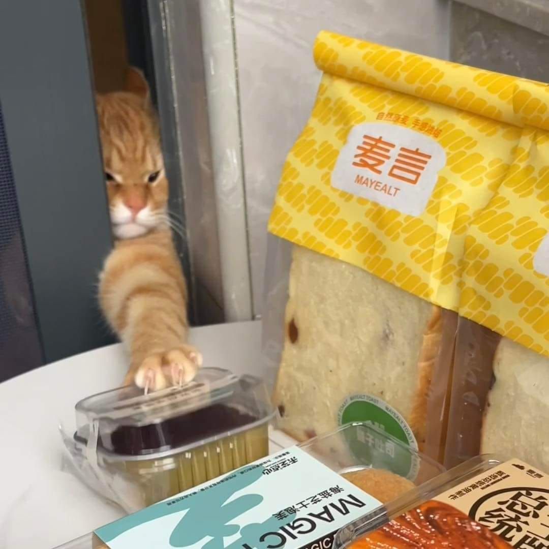 แมวส้ม