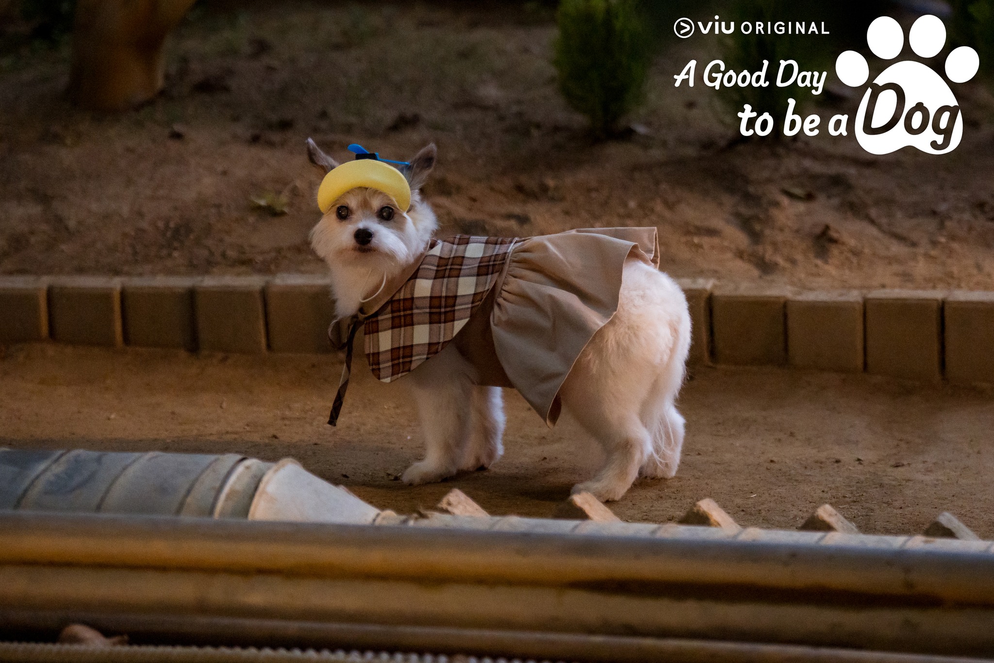 รีวิวซีรีส์, a good day to be a dog