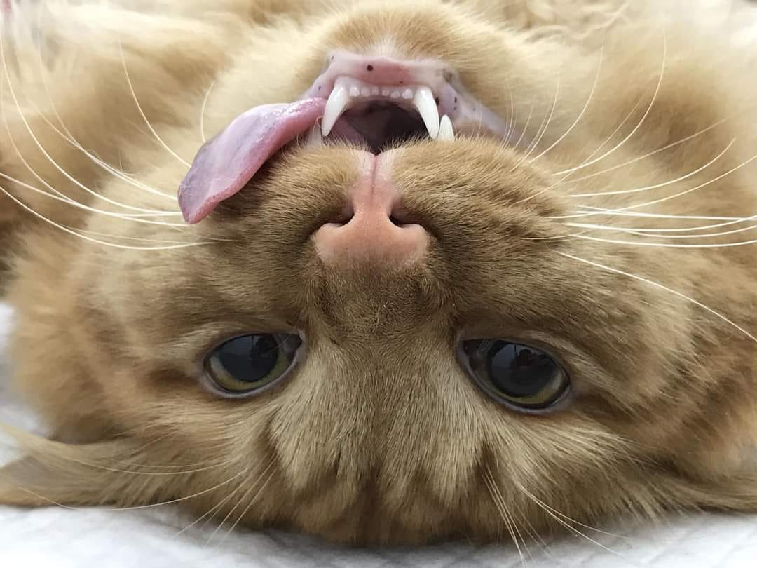 ตัดไข่แมว