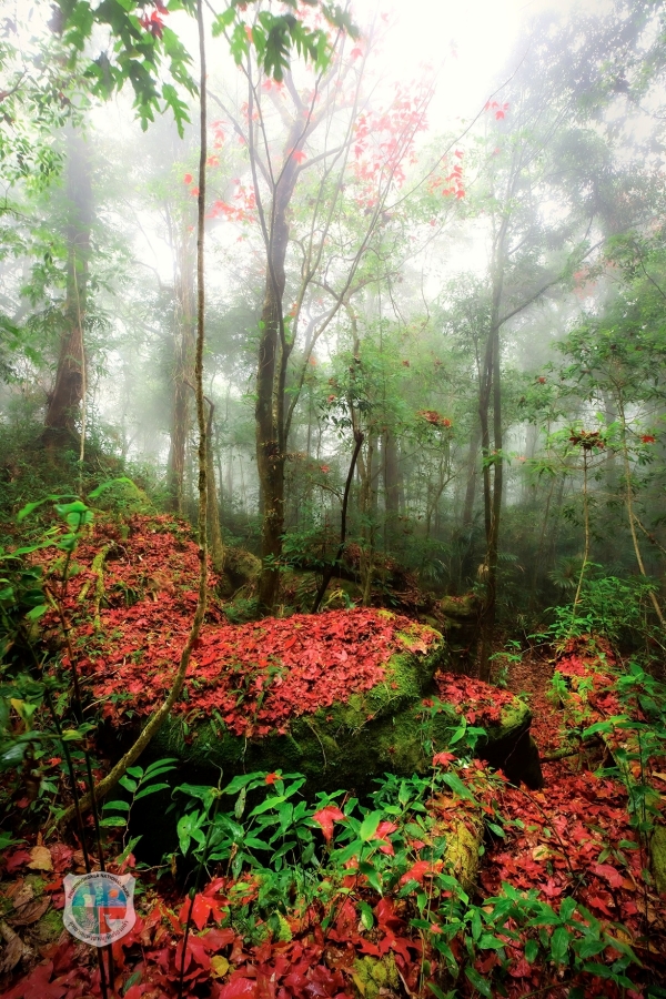อุทยานแห่งชาติภูหินร่องกล้า ใบเมเปิล ระยะเวลาบาน