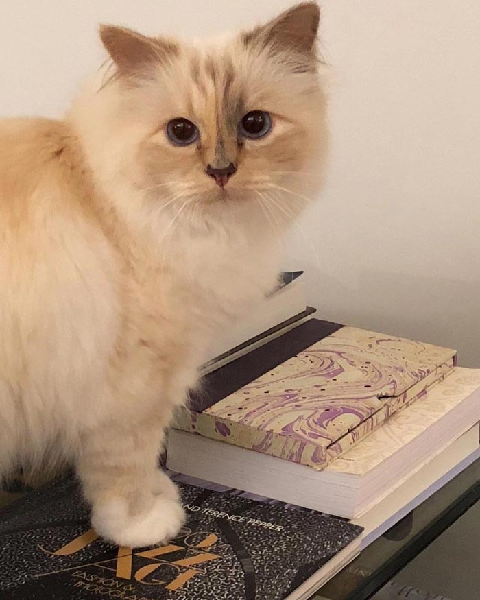 Choupette