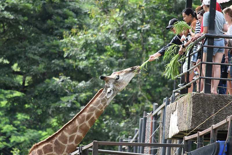 กิจกรรมให้อาหารยีราฟ ที่โซนสัตว์แอฟริกา สวนสัตว์เปิดเขาเขียว