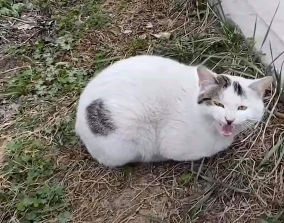 ลูกฟุตบอล
