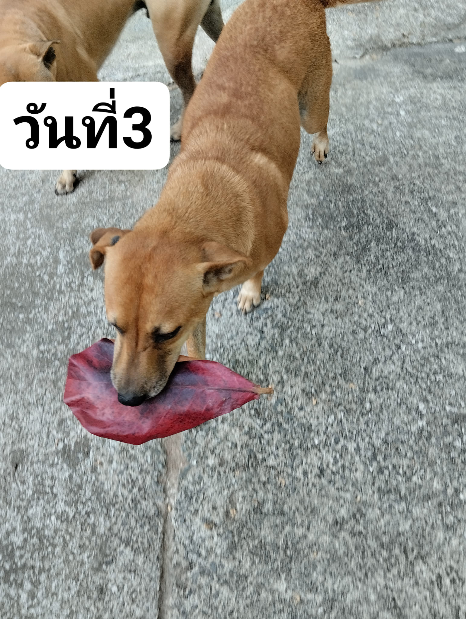 คาบใบไม้