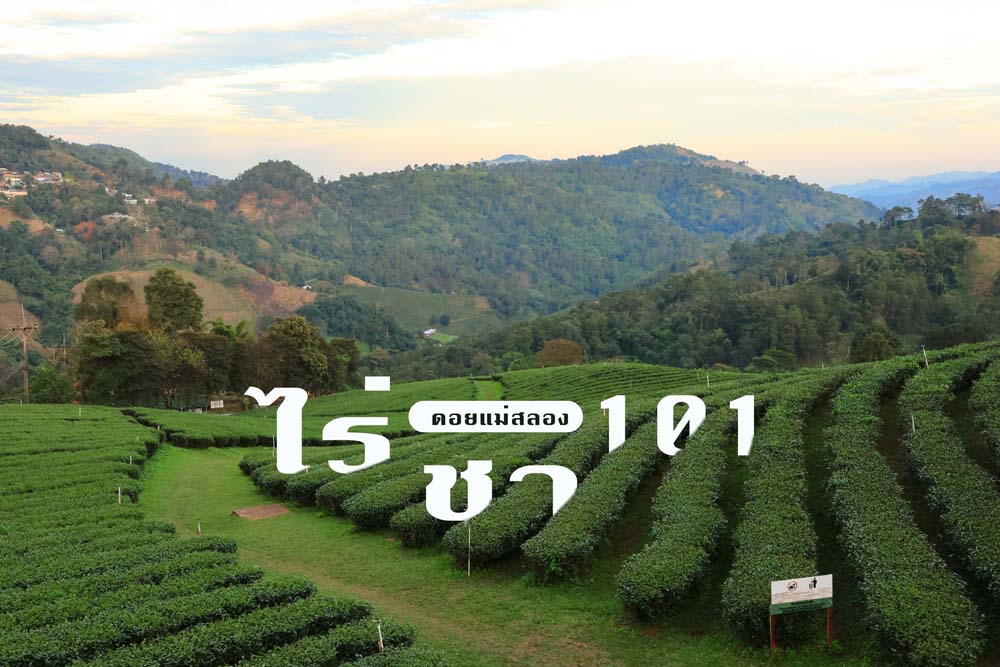ไร่ชา 101