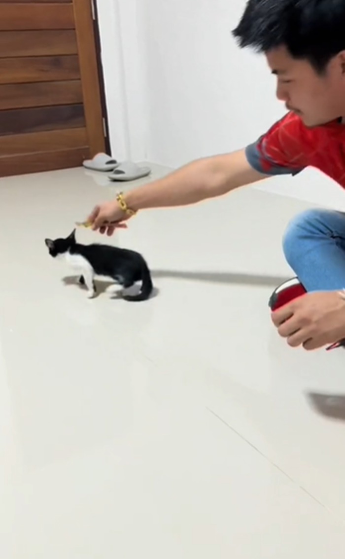 แมวขาหัก