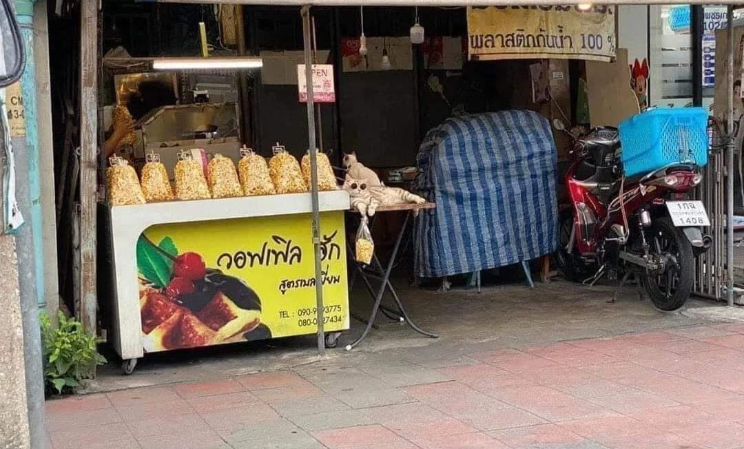 ขายป๊อปคอร์น