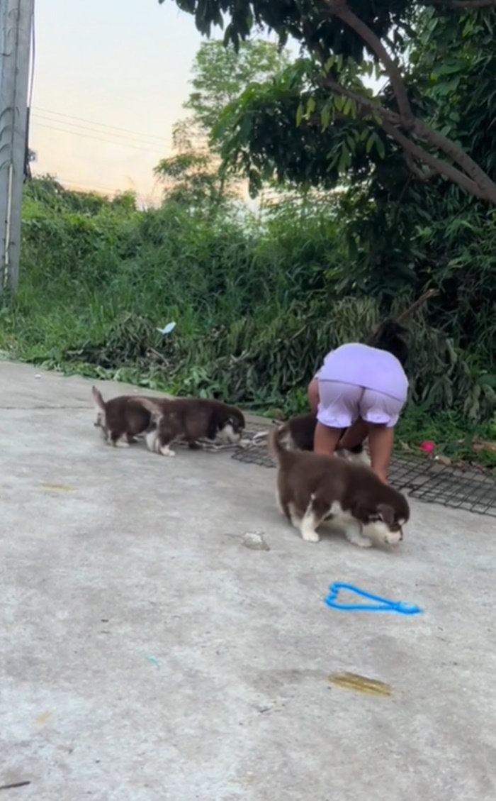 ลูกหมา