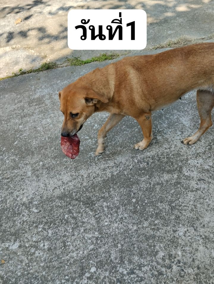 คาบใบไม้