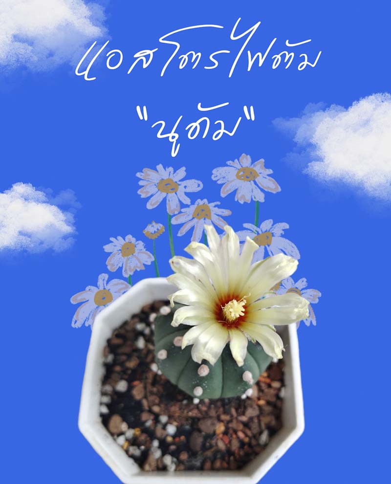 วิธีปลูกแอสโตไฟตัม