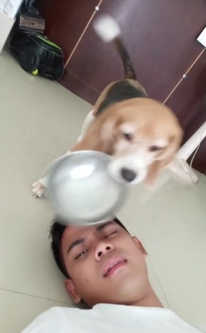 บีเกิล