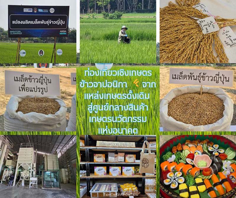 ข้าวจาปอนิกา (Japonica)
