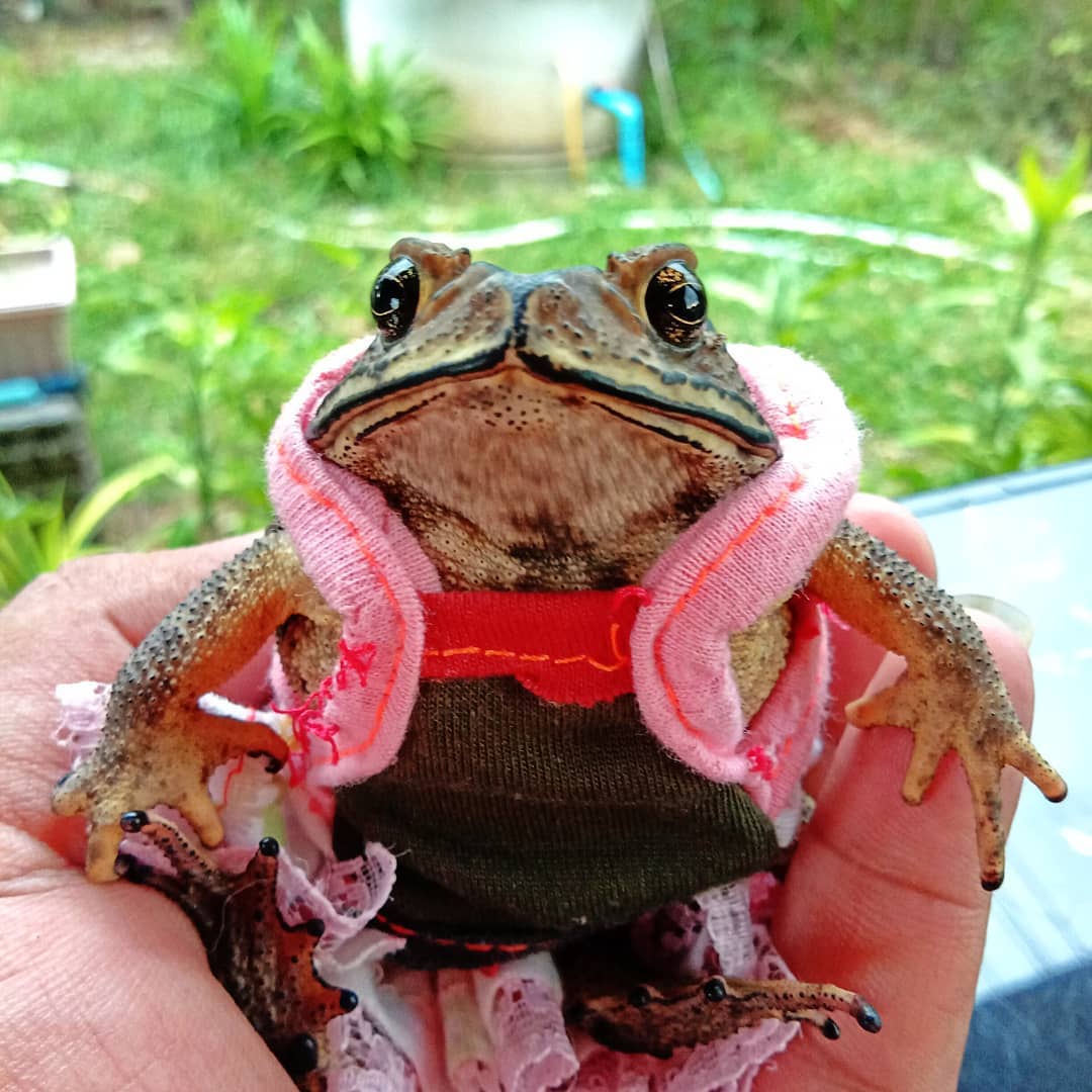 คางคก