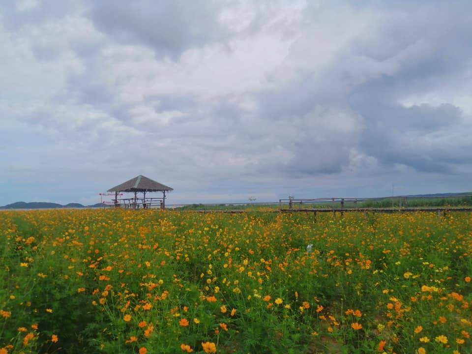 ทุ่งดอกไม้สุพรรณบุรี