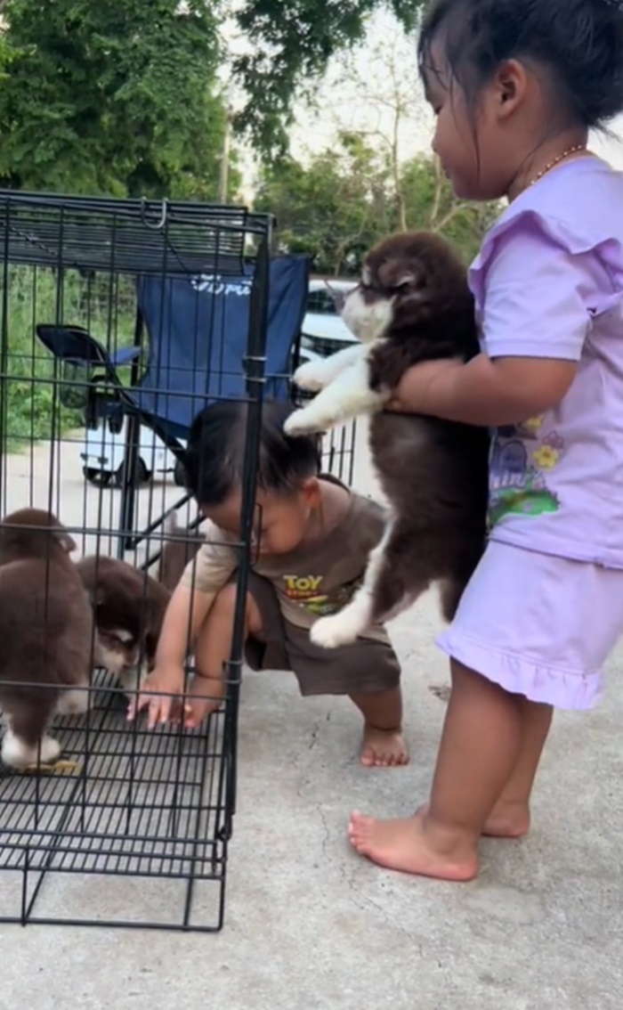 ลูกหมา