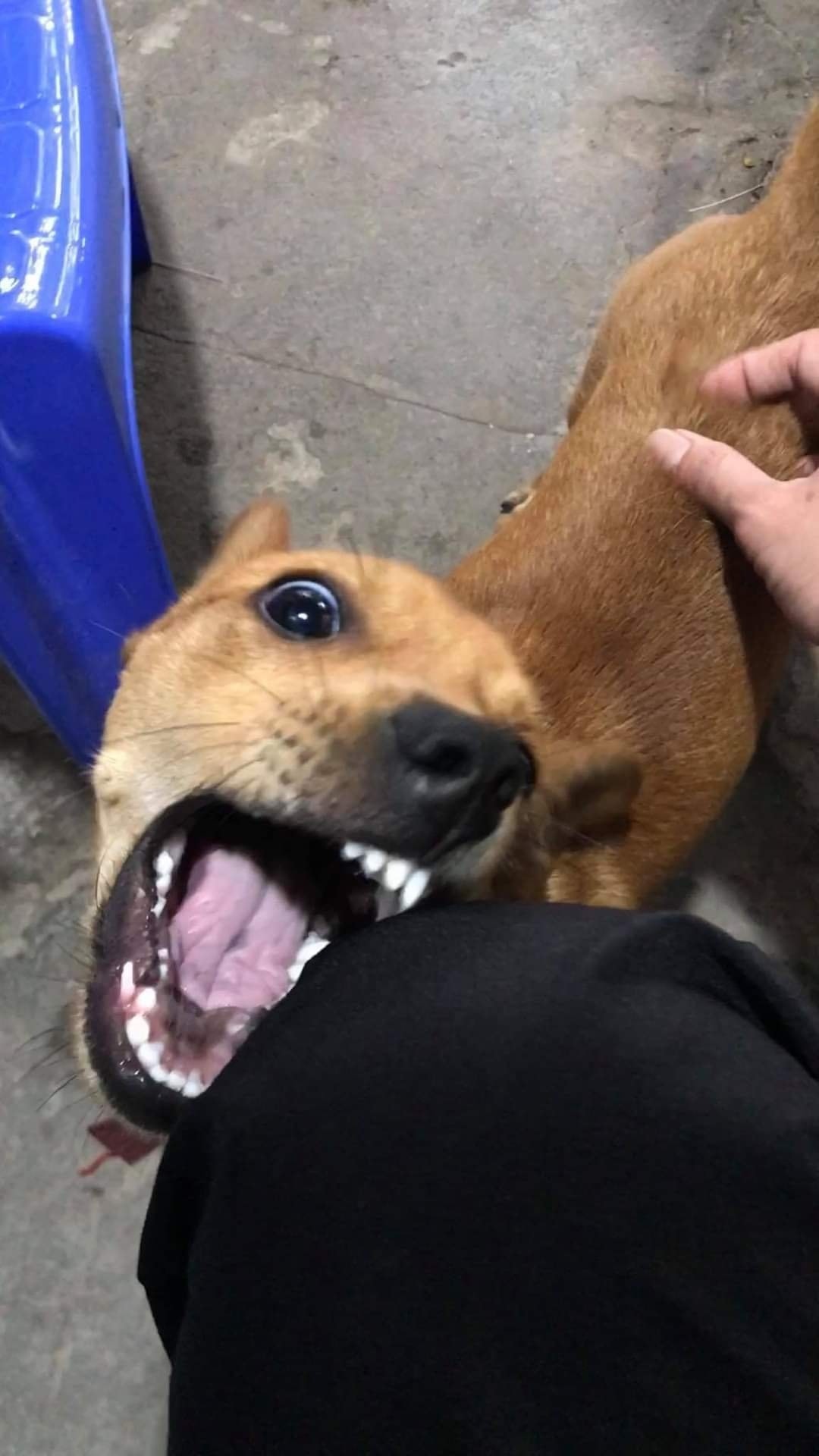 เล่นกับหมา