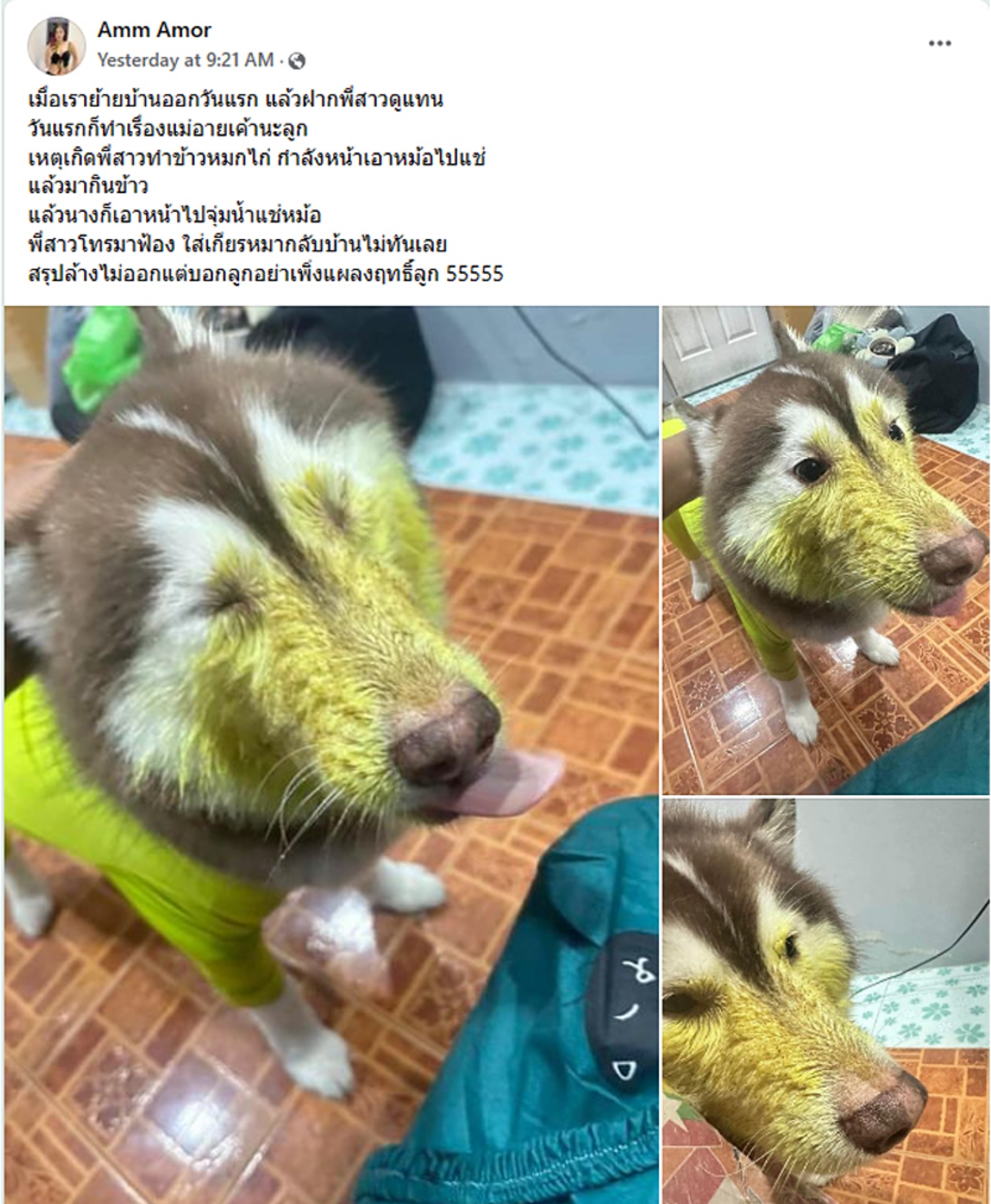 ไซบีเรียนฮัสกี้